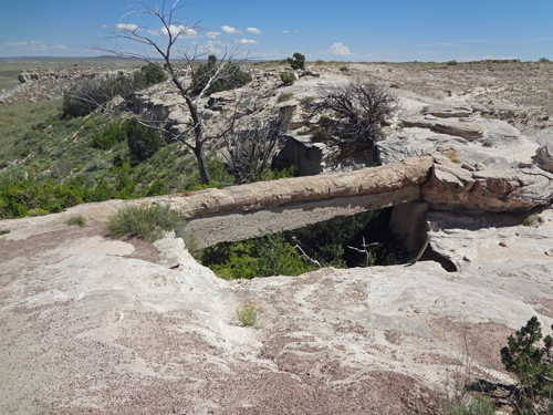 Agate Bridge is a large fossil log